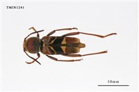 藏品(中華虎天牛)的圖片